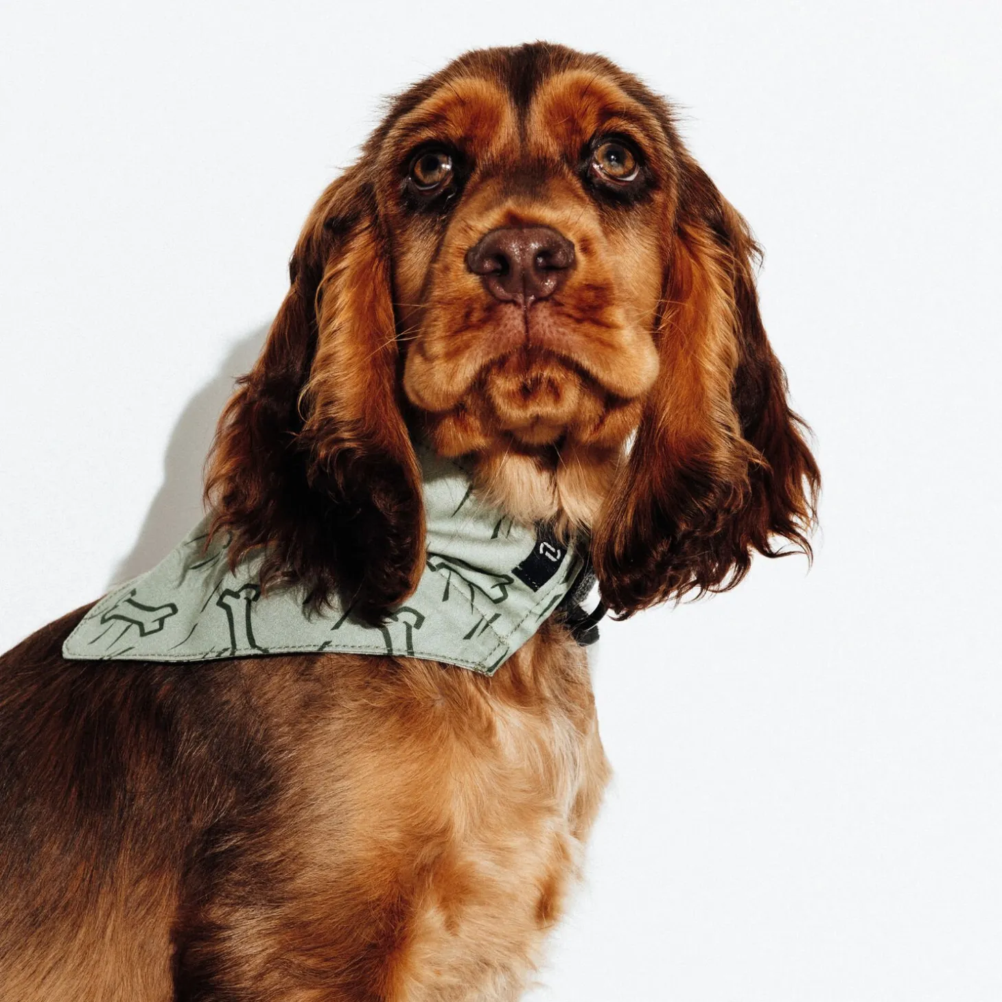 Best Hondenbandana Honden Kleding